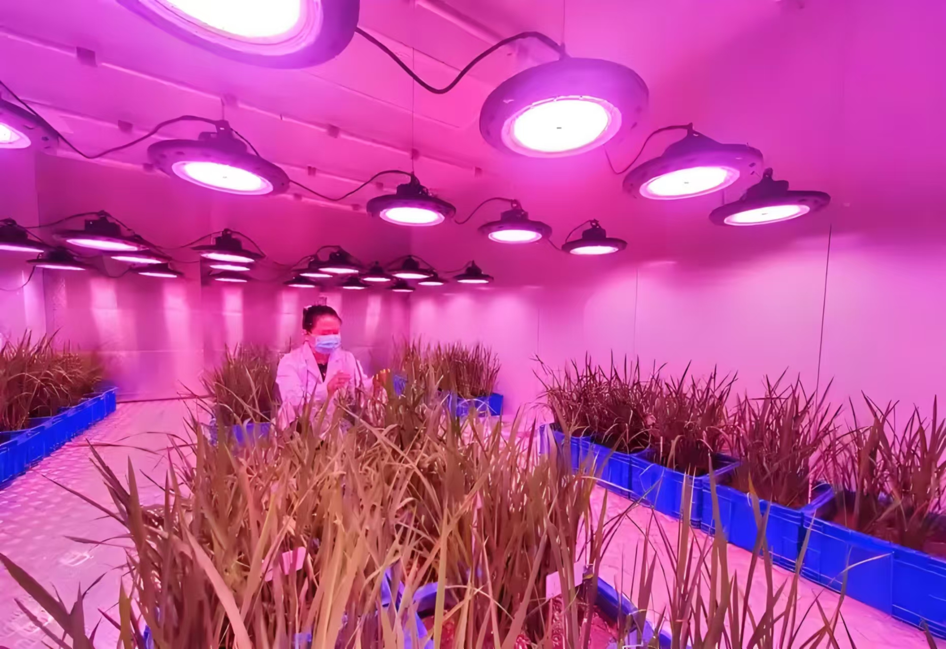 鞍山人工气候室在农业领域的应用